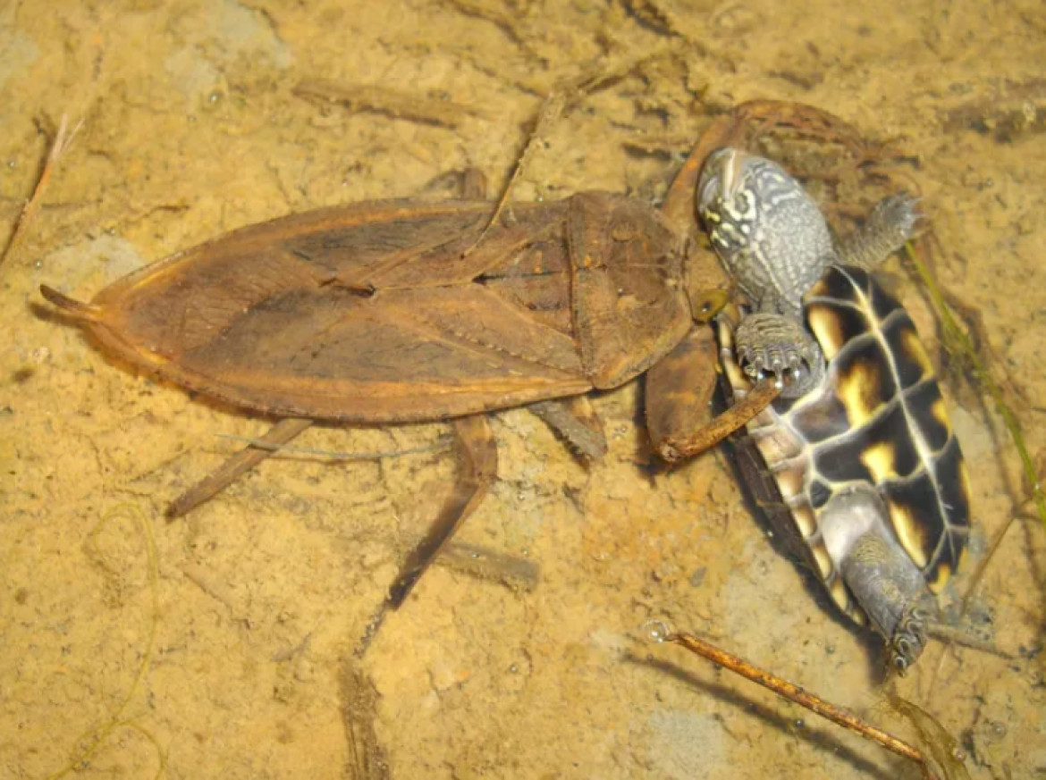 Insecto de agua gigante. Foto: National Geographic.