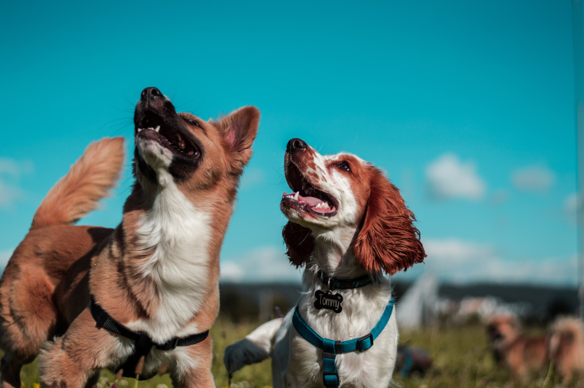 Perros. Foto: Unsplash.