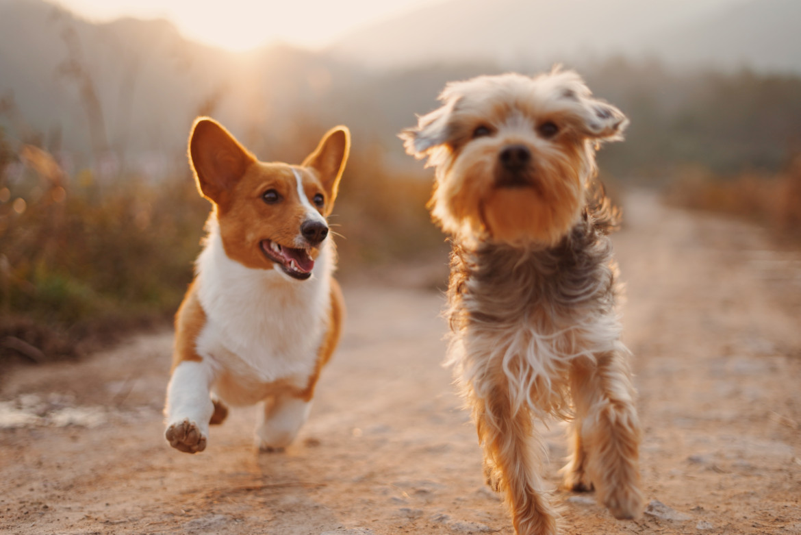 Perros. Foto: Unsplash.