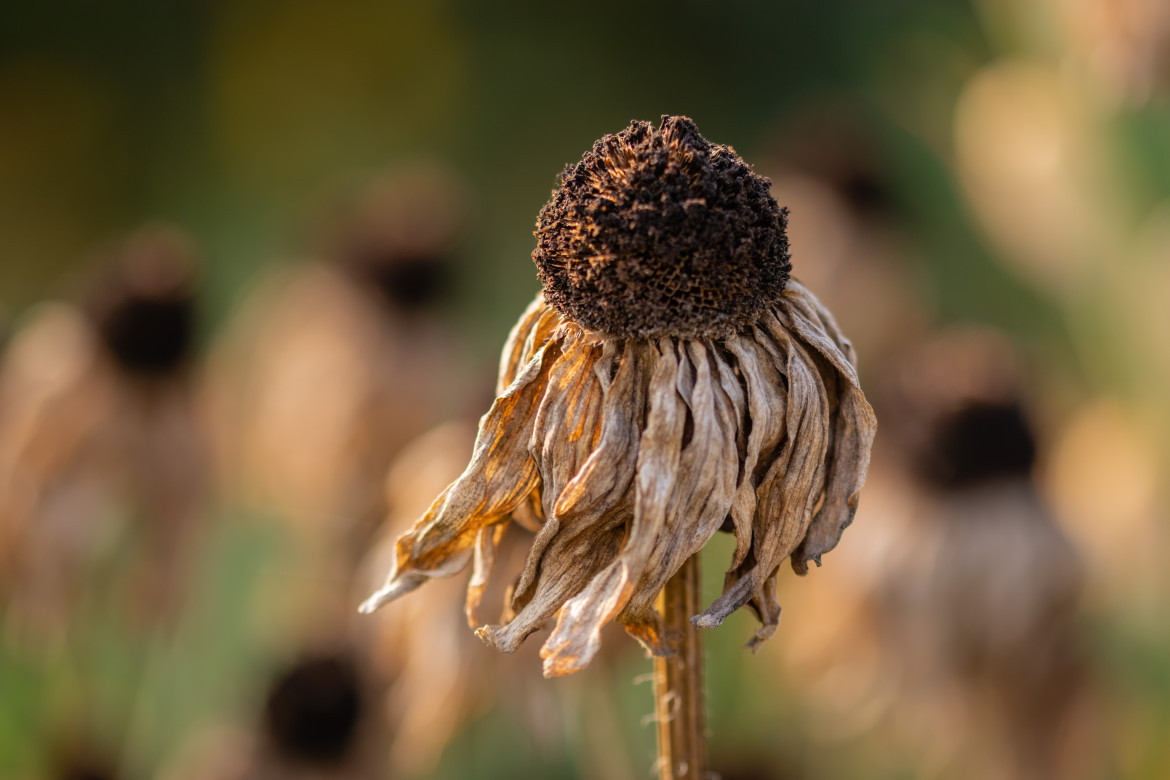 Ola de calor. Foto: Unsplash