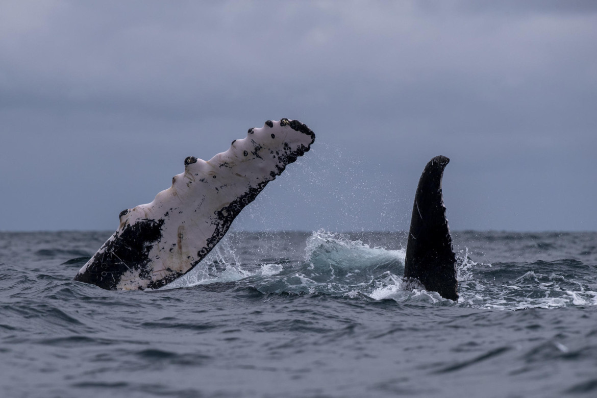 Ballenas jorobadas en Perú. Foto: EFE.