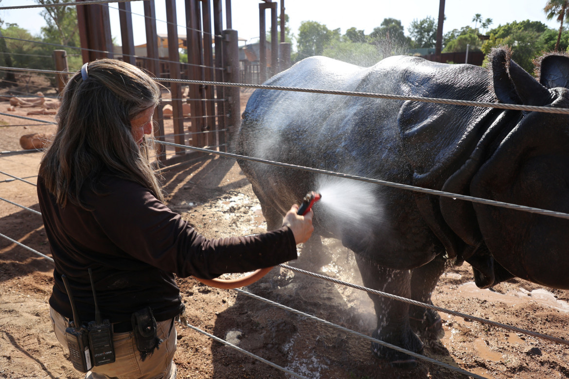 Las duchas ayudan a los animales a sobrevivir. Foto: Reuters.