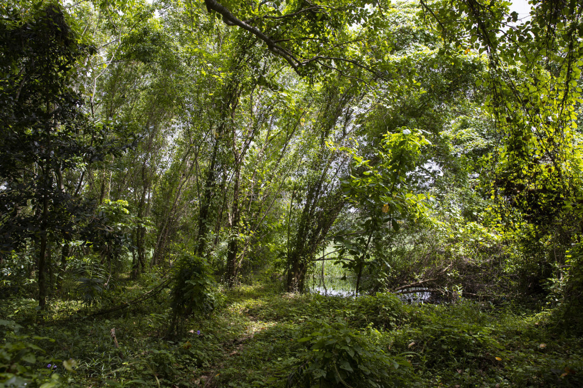 Parque de Manglares de República Dominicana. Foto: EFE