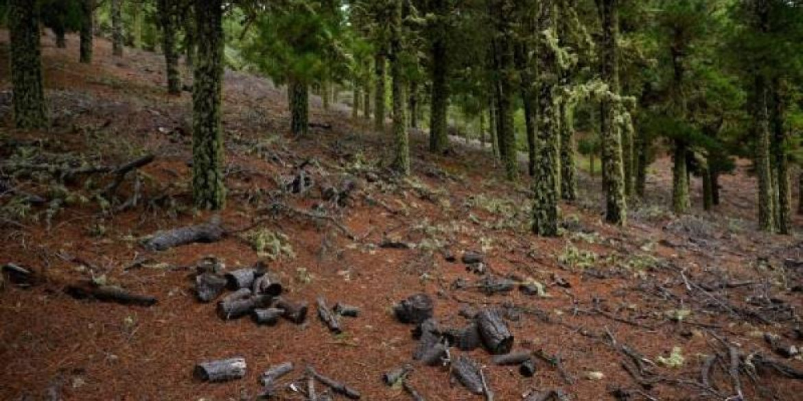 Bosques en España. Foto: EFE.