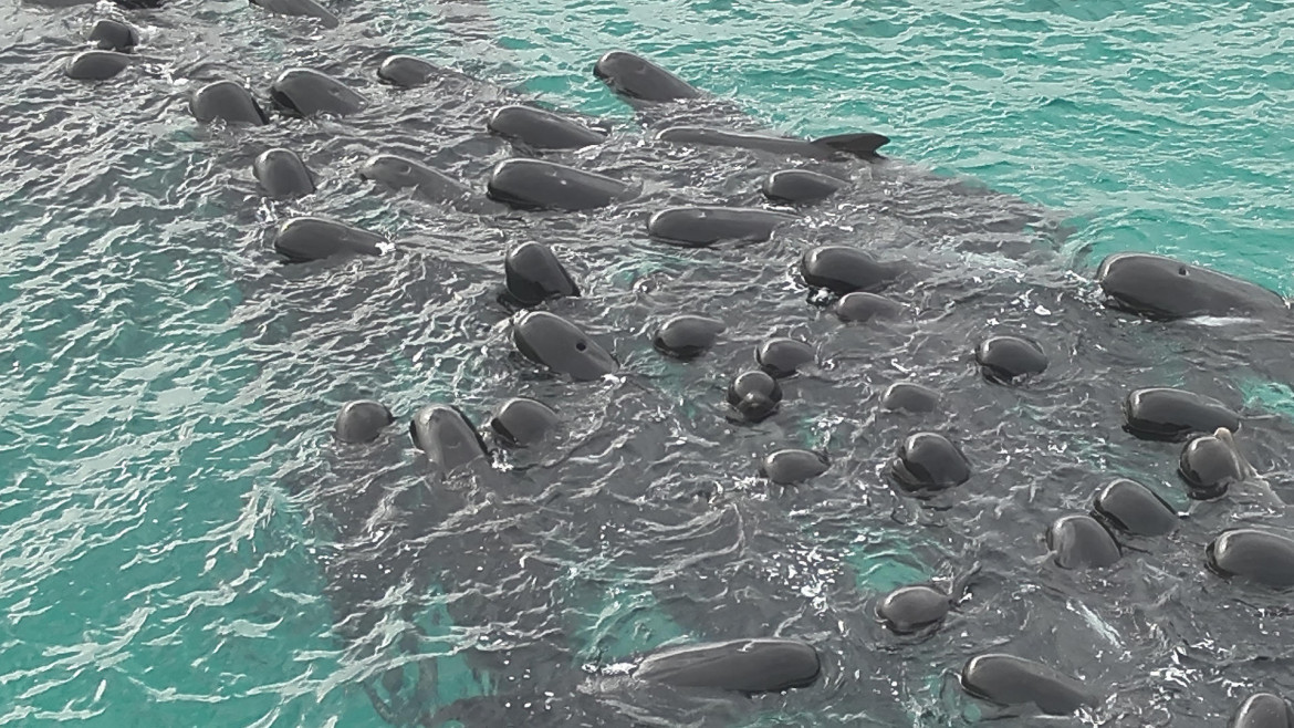 Murieron ballenas en Australia. Foto: EFE.