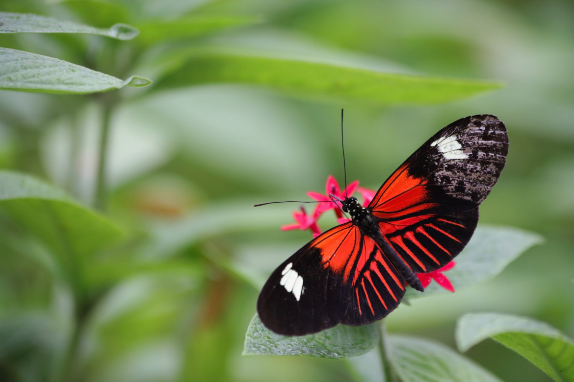 Mariposas. Foto: Unsplash.