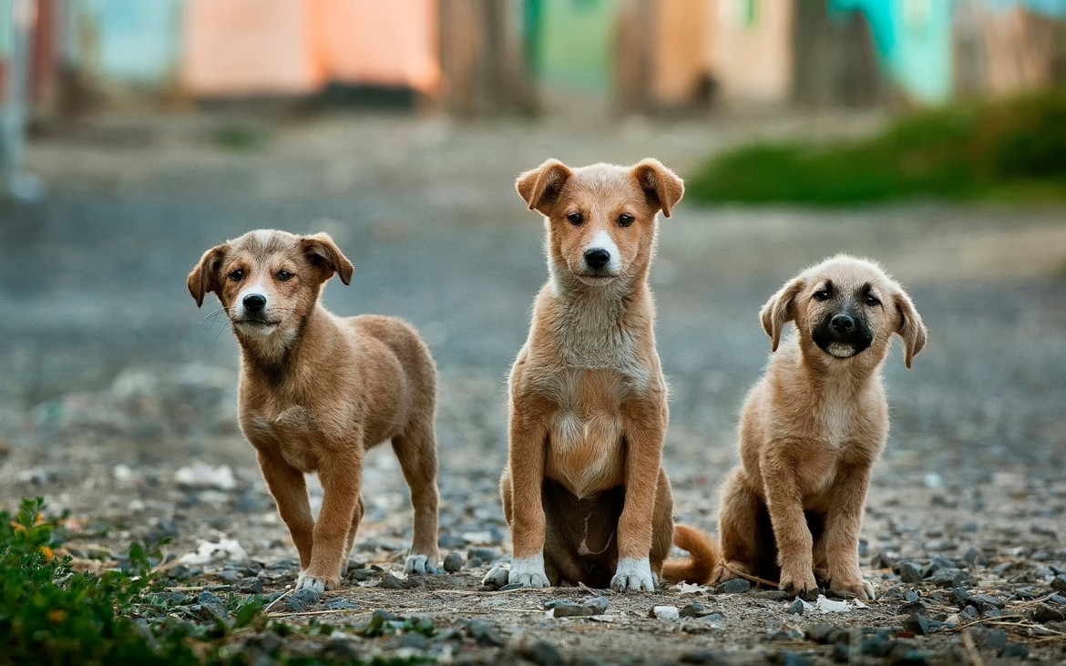 Perros de la calle. Foto Unsplash.