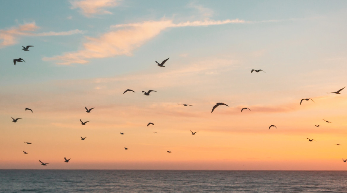 Aves migratorias. Foto: Unsplash.