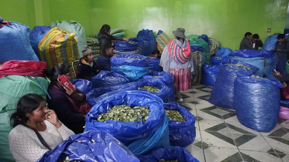 Hoja de coca, Bolivia. Foto: EFE