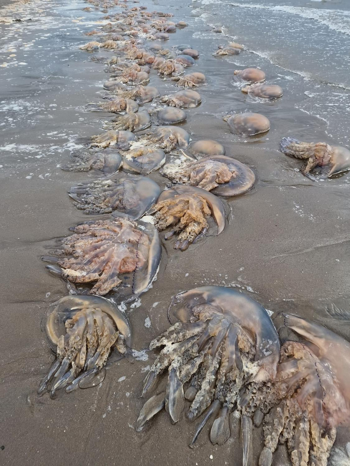 Medusas en Escocia. Foto: Twitter.