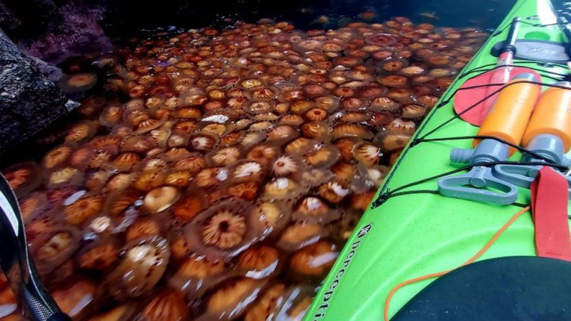 Invasión de medusas en Escocia. Foto: Twitter.