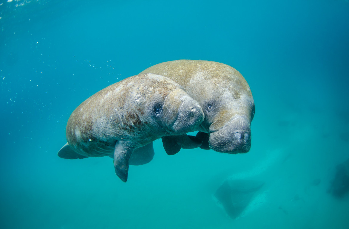 Temperaturas récord de los mares ponen en peligro la biodiversidad . Foto: Unsplash