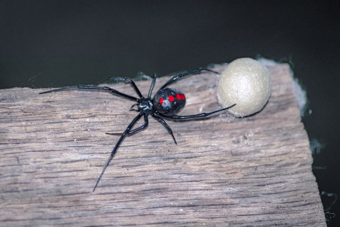 Peligrosa araña, viuda negra. Foto: Unsplash