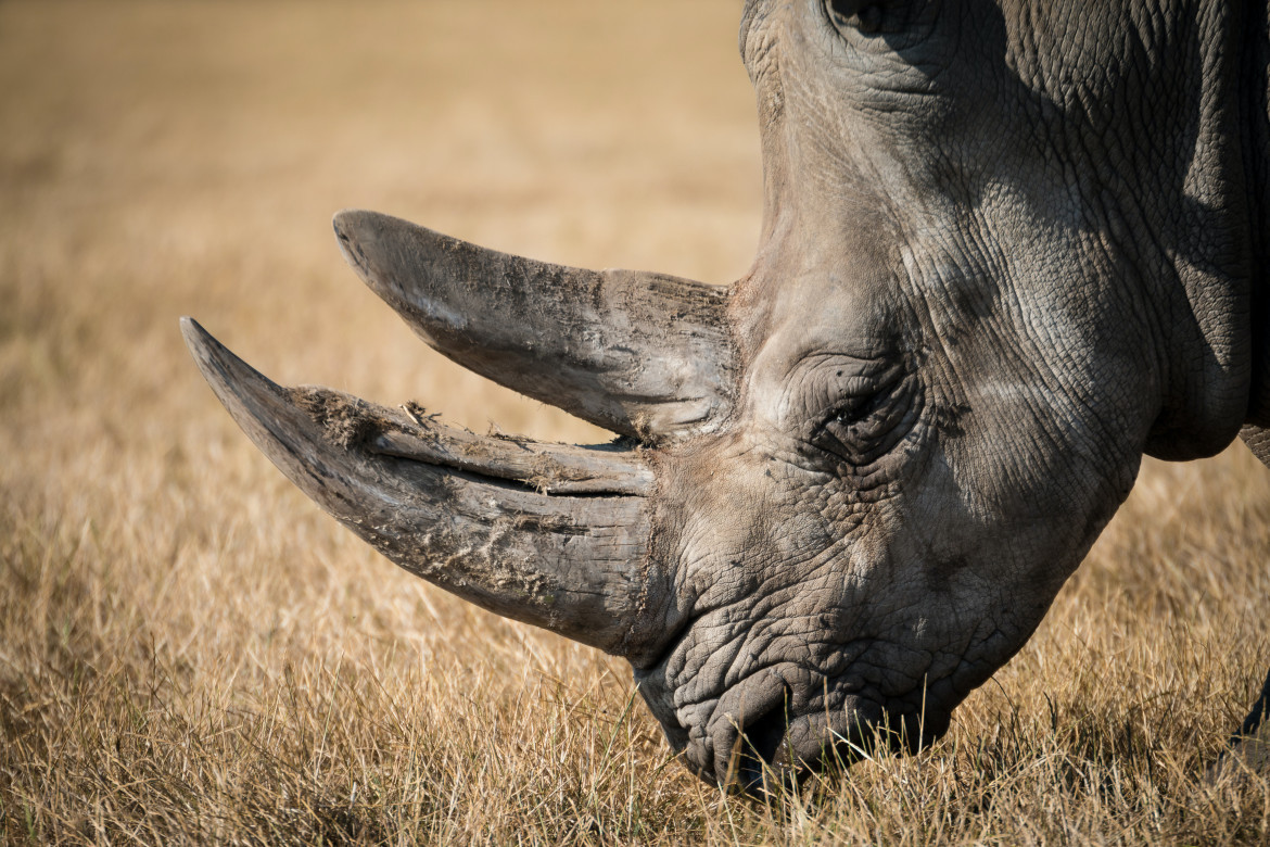 Los cuernos de rinocerontes, el objetivos de los cazadores. Foto: Unsplash