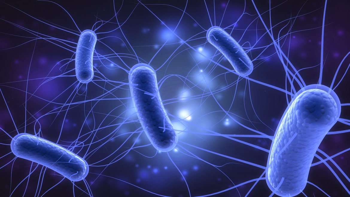 Escherichia coli.