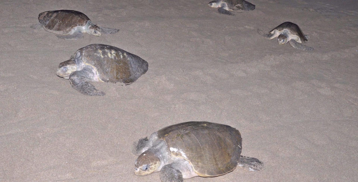 Las tortugas en peligro de extinción invaden las playas del Pacífico de Nicaragua. Foto: EFE
