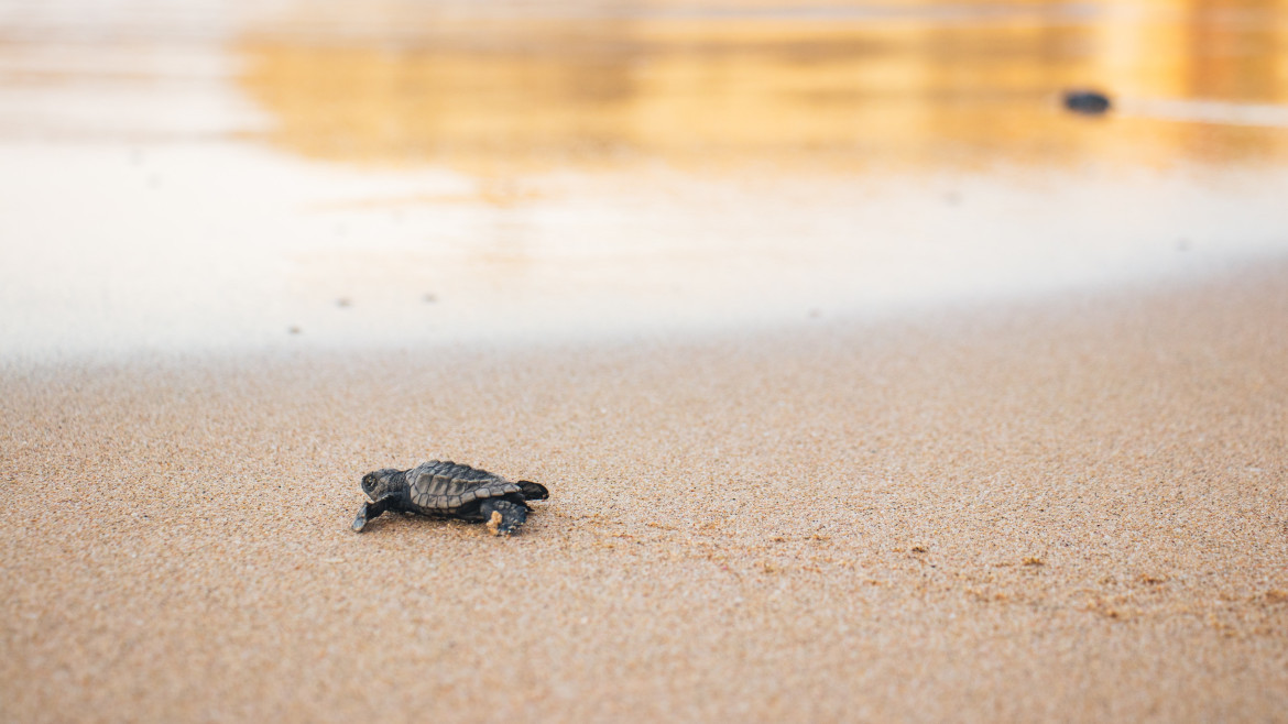 Las tortugas en peligro de extinción invaden las playas del Pacífico de Nicaragua. Foto: Unsplash