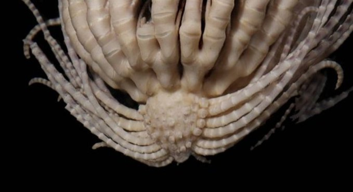 Sus tentáculos nacen de una protuberancia con forma de frutilla. Foto: Twitter/ @Rainmaker1973
