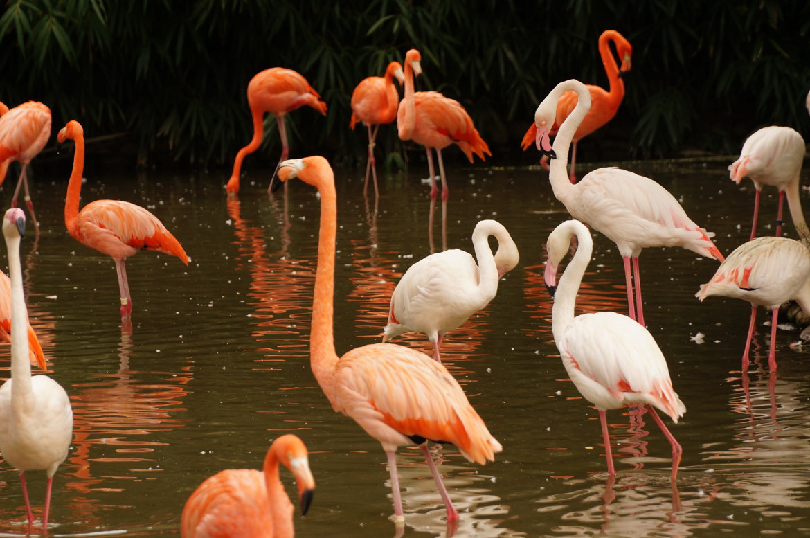 Flamencos. Foto: Unsplash