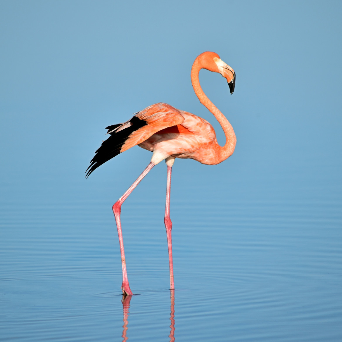 Flamenco. Foto: Unsplash