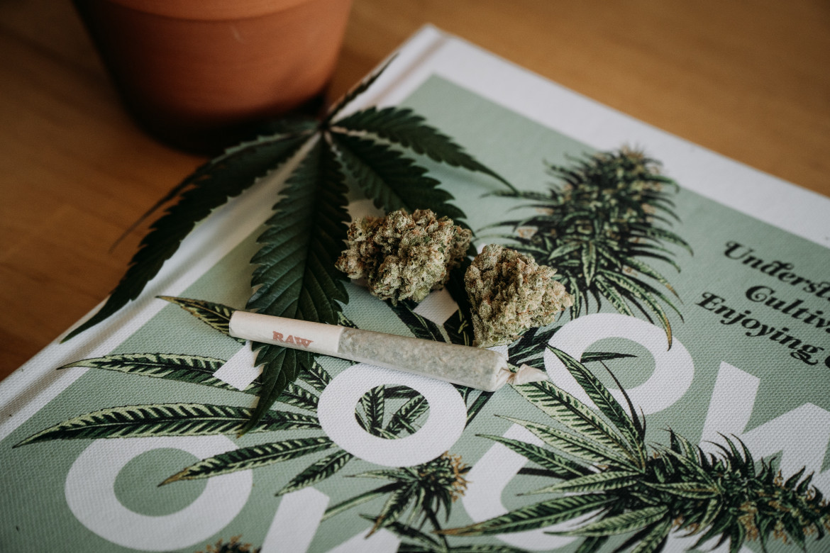 Marihuana. Foto: Unsplash.