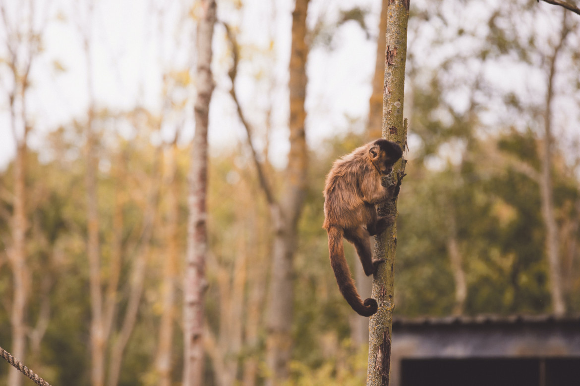 Dos de 73 monos fallecidos dieron positivo de fiebre amarilla hasta junio de 2023. Foto: Unsplash.