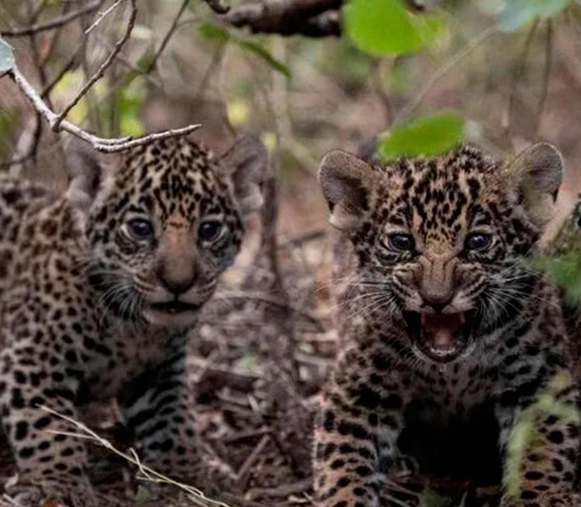 Yaguareté. Foto: Fundación Rewilding Argentina