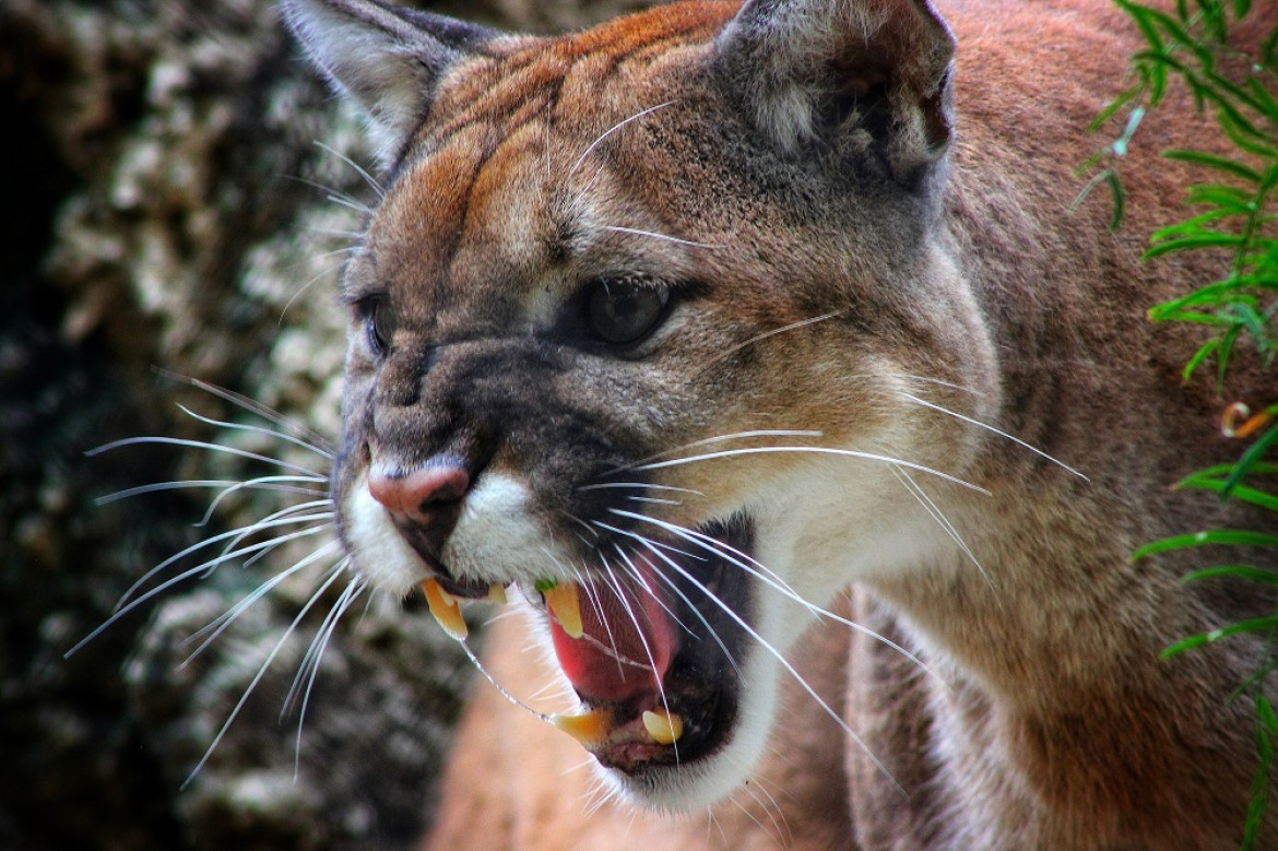 El puma no es capaz de rugir, sino que Aun así, sí que produce un sonido similar al grito de una persona. Foto: Unsplash.