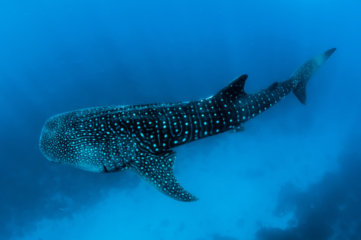 Tiburón ballena. Foto: Unsplash.