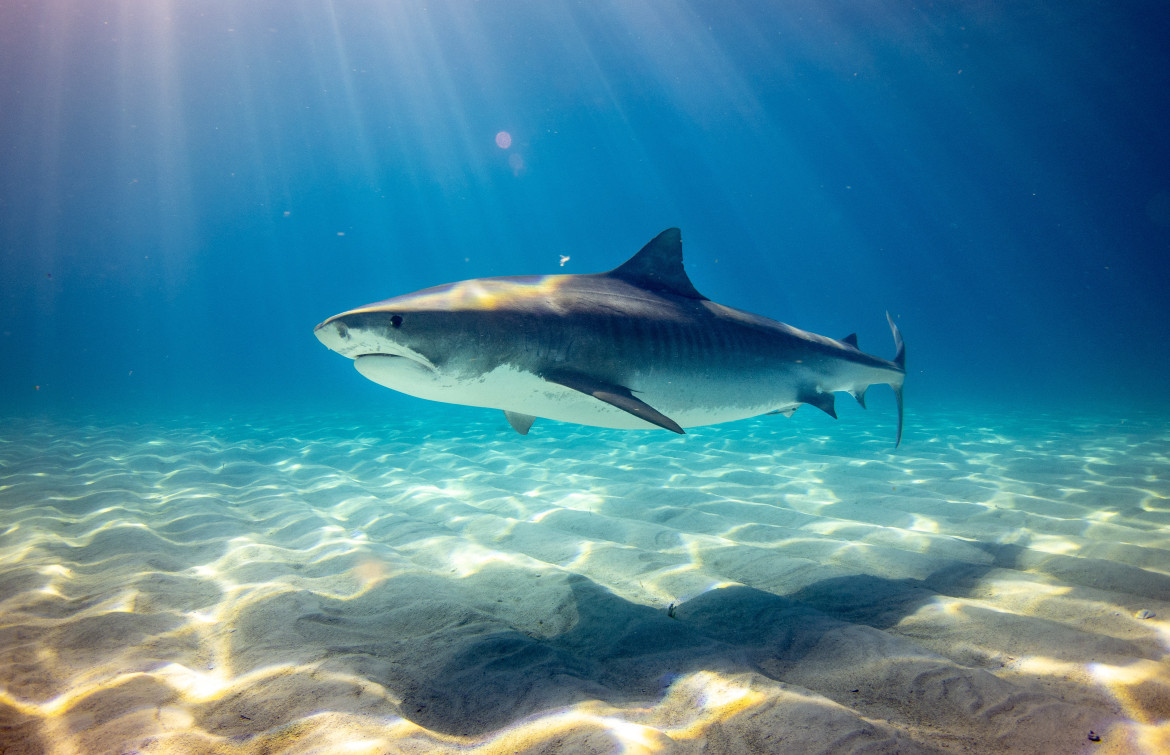 Una especie dentro de los tiburones. Foto: Unsplash.