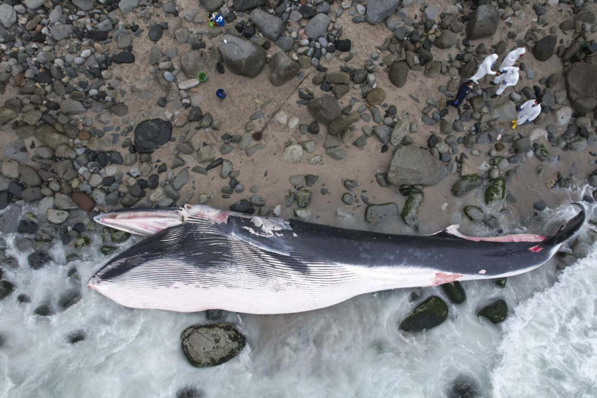 Ballena muerta en Perú. Foto: EFE.