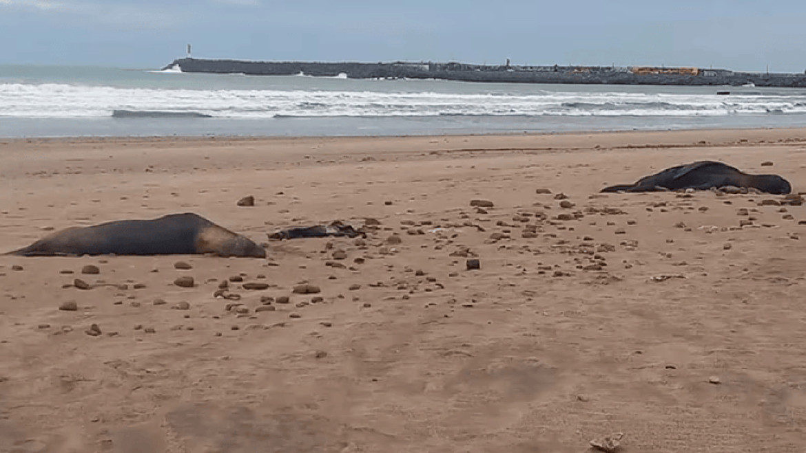 Fuentes del Senasa indicaron que en las próximas horas se tomarán muestras de algunos de los animales muertos. Foto Twitter.