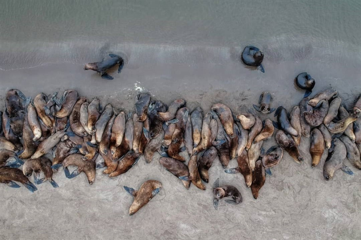 Por la muerte de varios lobos marinos, se investigan posibles casos de gripe aviar.