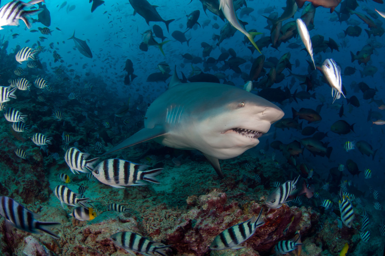 Los peces más grandes del mundo. Foto: Reuters.