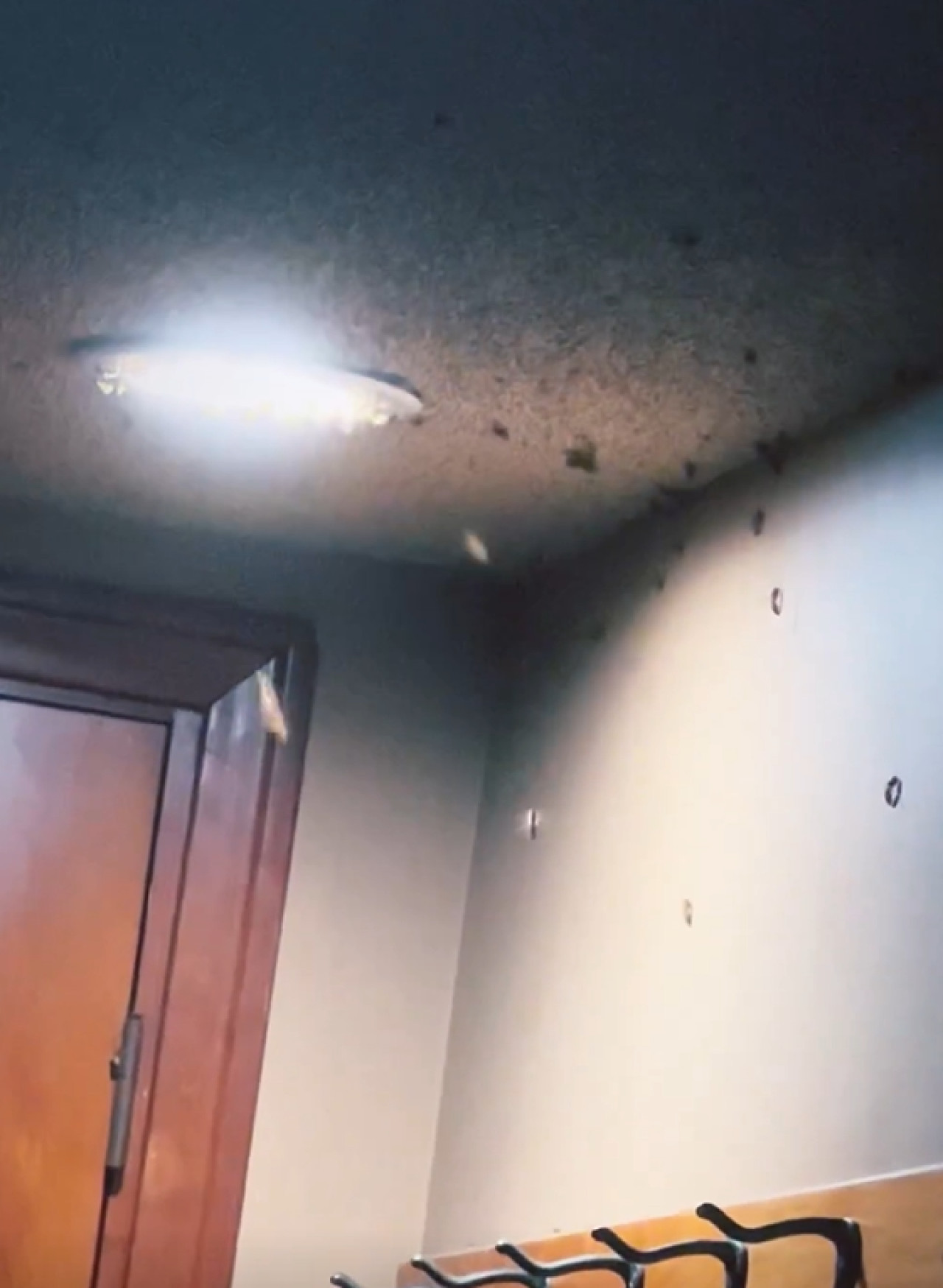Las abejas en su habitación. Foto: captura video.