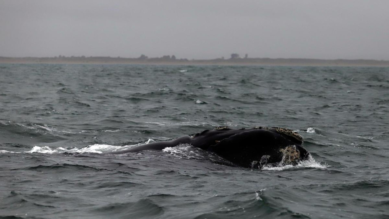 Ballenas en Río Negro. Foto: Télam.