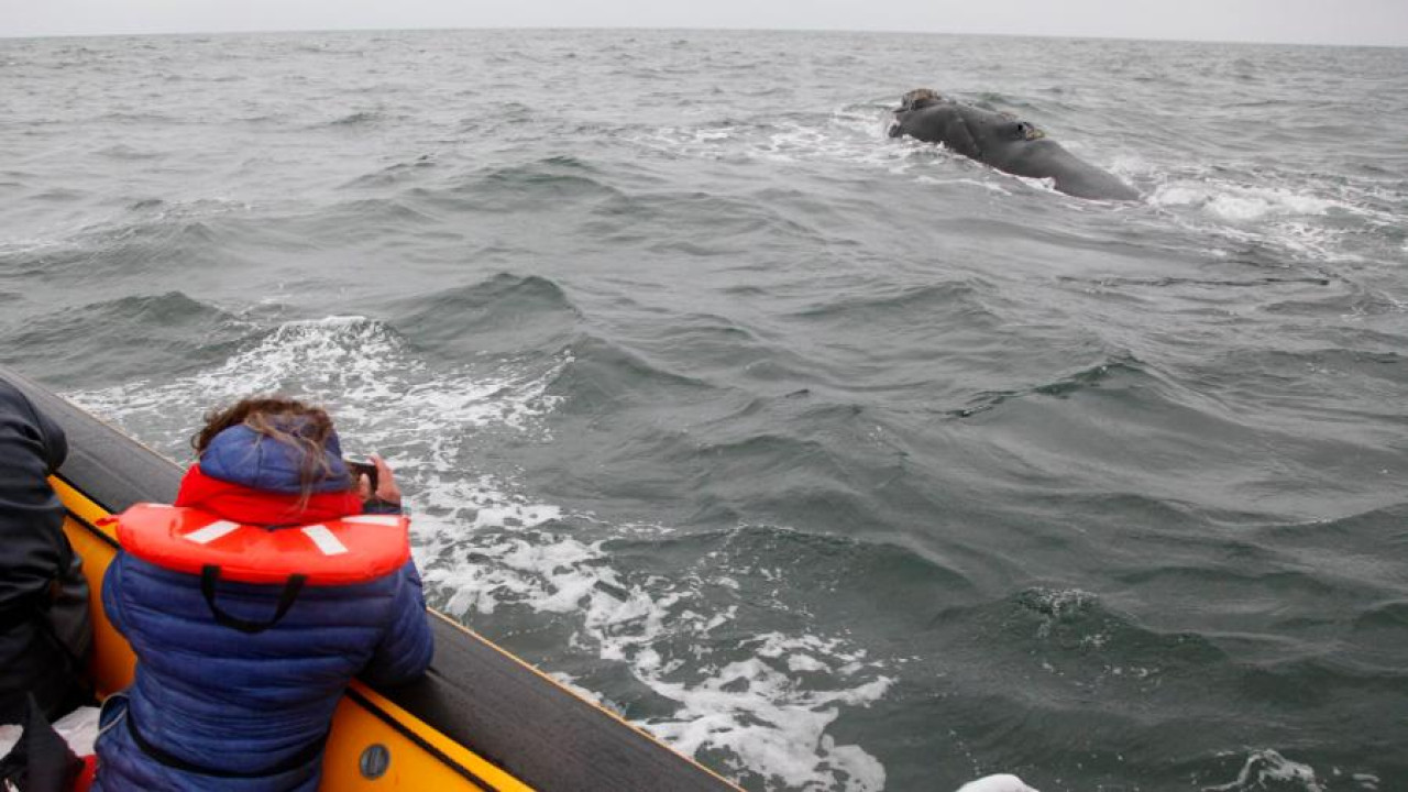 Ballenas en Río Negro. Foto: Télam.