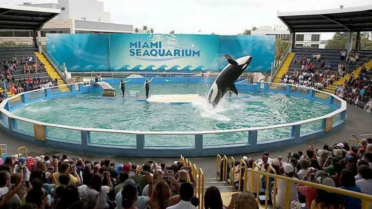 Lolita, una atracción en el Miami Seaquarium. Foto: Twitter