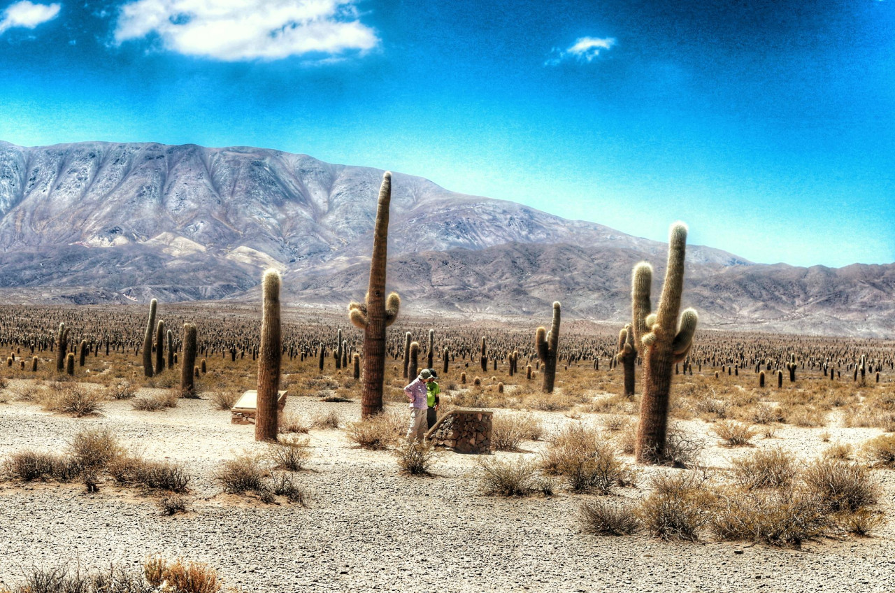 Parque Nacional Los Cardones, Salta. Twitter.