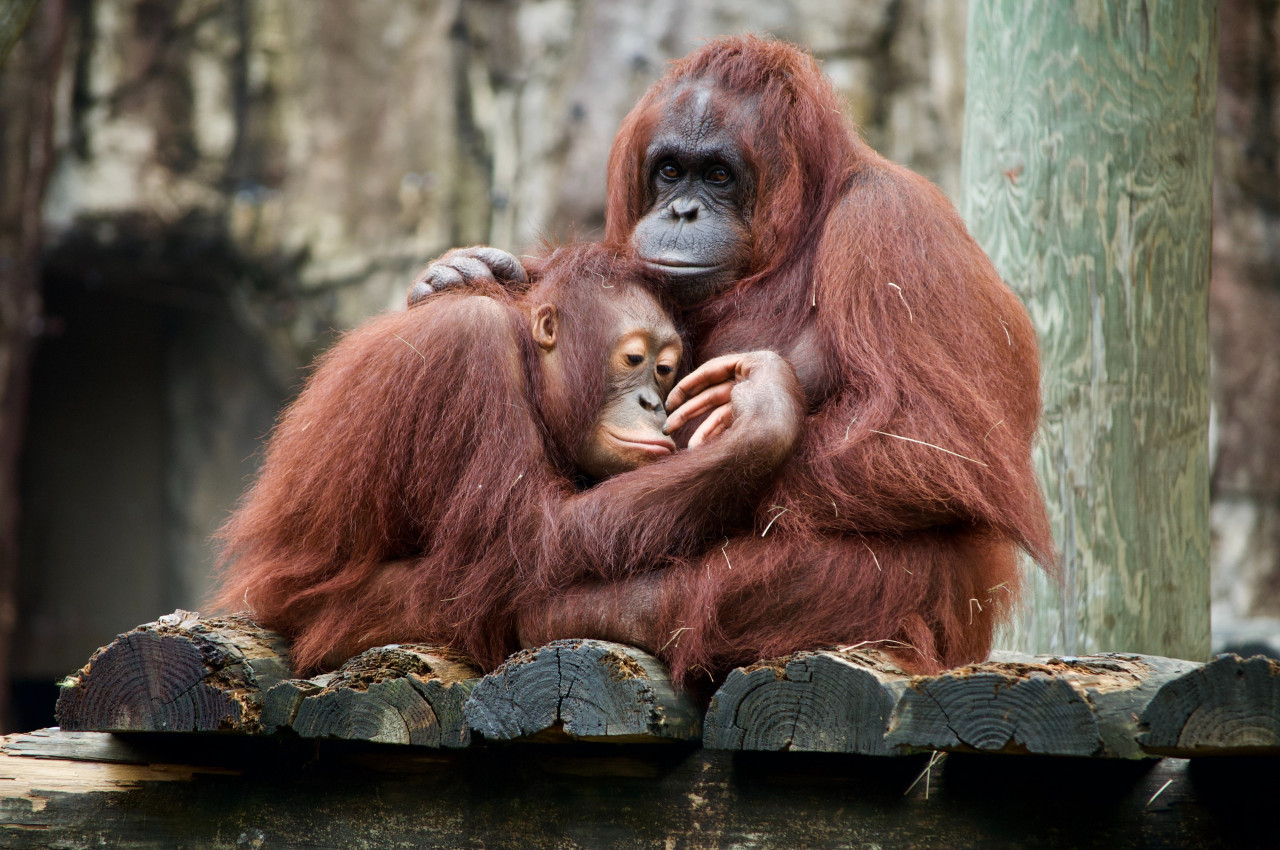 Orangutanes. Foto: Unsplash.