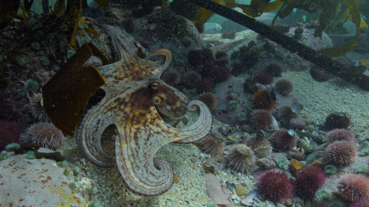 Pulpo. Foto: Unsplash