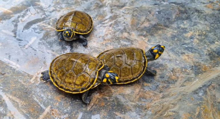Devolvieron tortugas a su hábitat. Foto: Instagram/arc_fuerzanavaldelaorinoquia