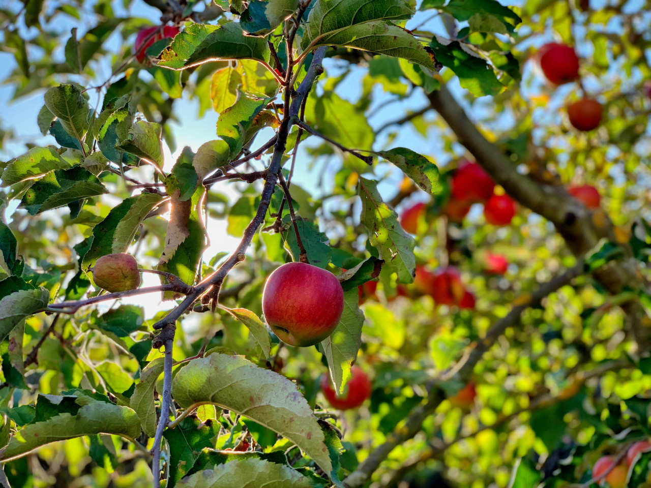 Día Nacional del Árbol. Foto: Unsplash.