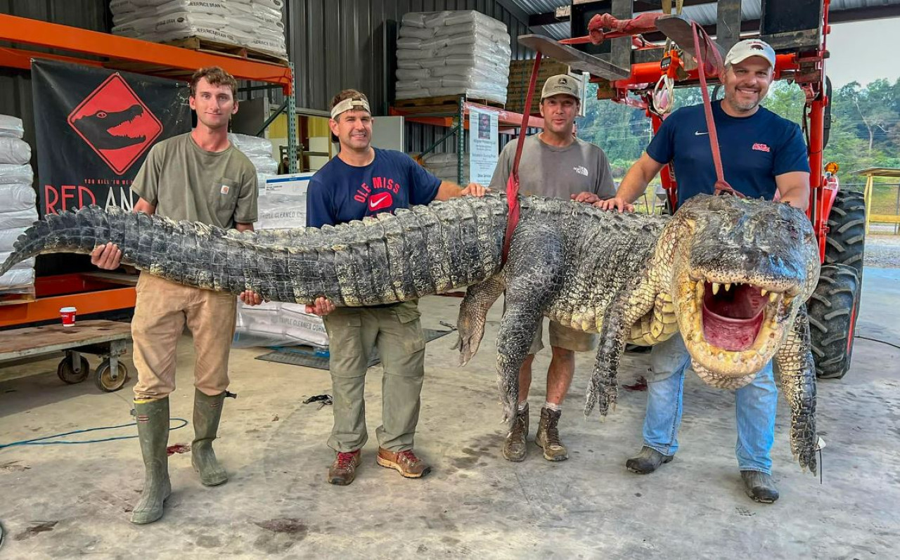 El caimán récord fue capturado en un pantano de Hancock, Mississipi. Foto: Gentileza Caraota Digital.