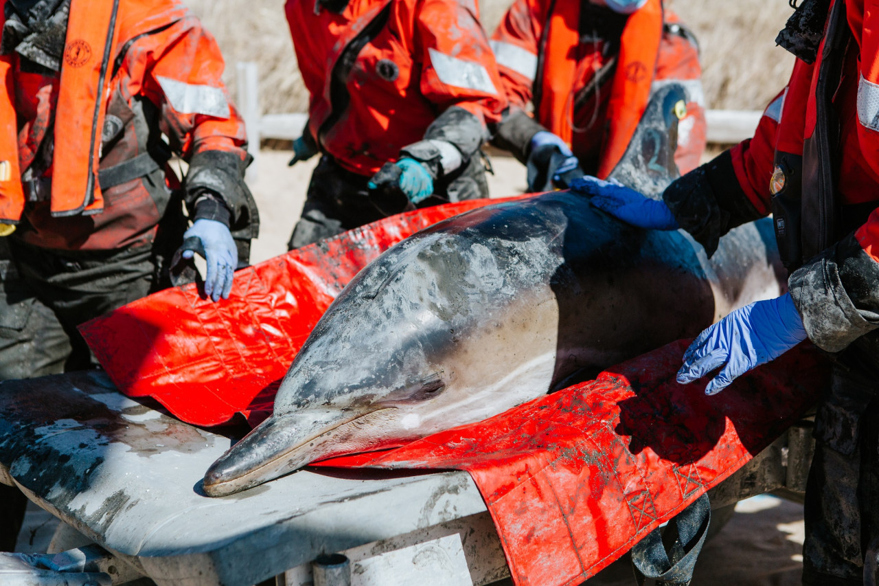 Rehabilitación para delfines. Foto: IFAW.