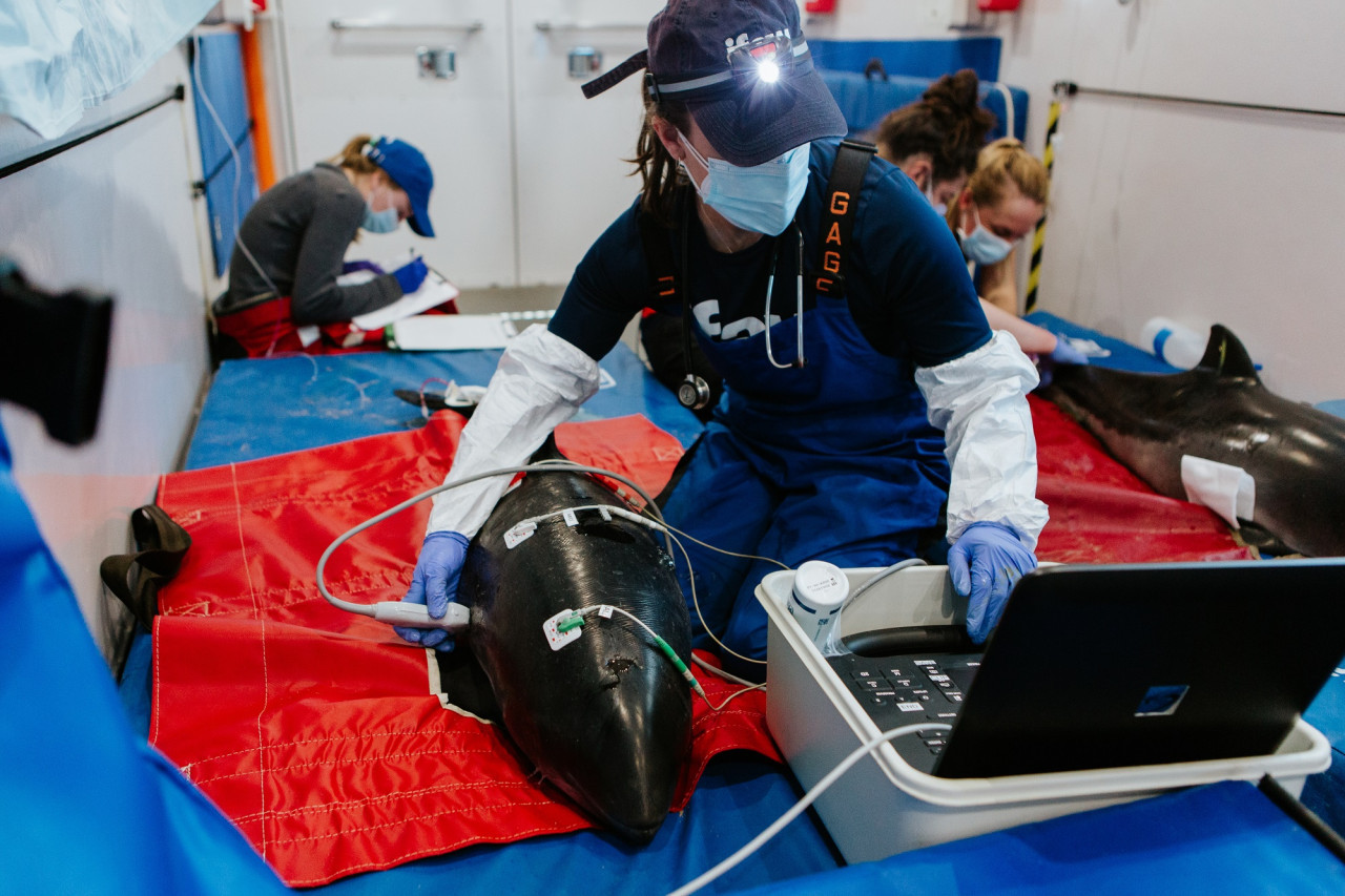 Rehabilitación para delfines. Foto: IFAW.