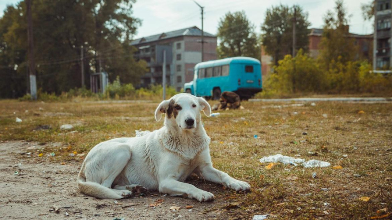 Perros en Chernobyl- Foto- National Geographic