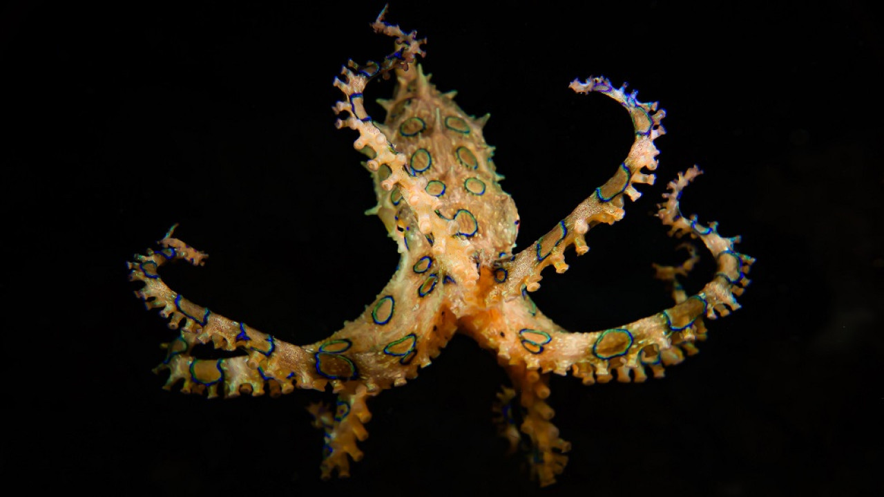 Pulpo de anillos azules. Foto: Unsplash.