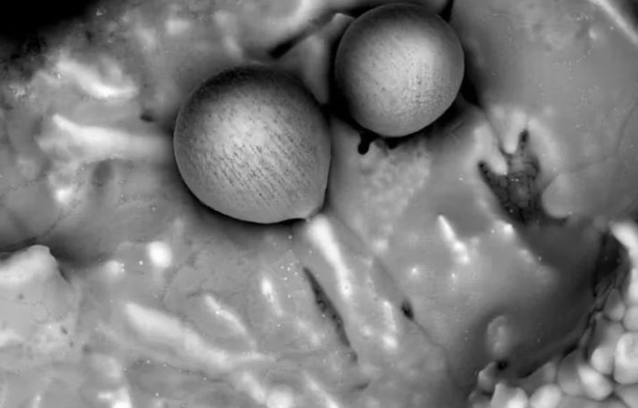 Avi Loeb descubrió esferas de origen extraterrestre. Foto: Galileo Project