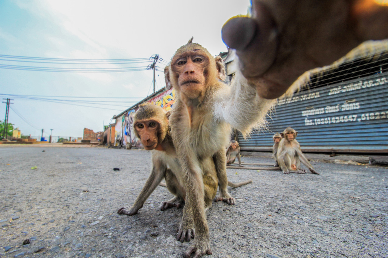 Lopburi, Tailandia. Foto: Unsplash.